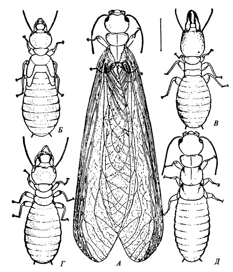 Касты в колонии термитов (отряд Isoptera)