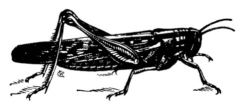Американская саранча Schistocerca americana americana