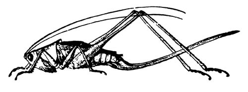 Самка лугового кузнечика Conocephalus strictus