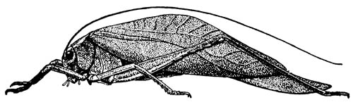 Кустарниковый кузнечик Microcentrum rhombifolium