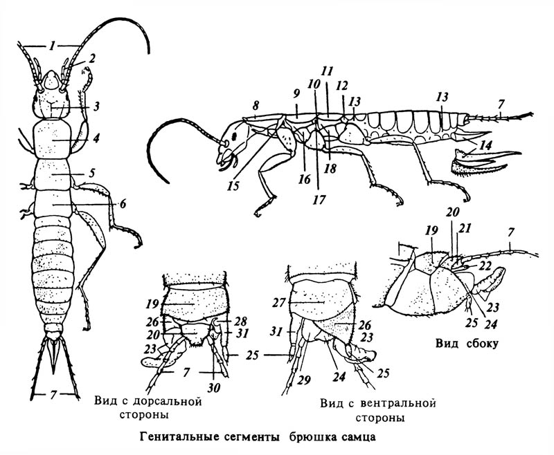 Grylloblatta compodeiformis