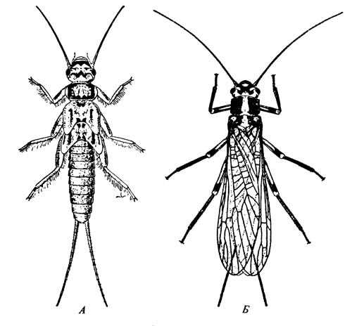 Веснянка Isoperla confusa