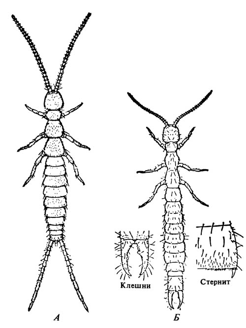 Diplura