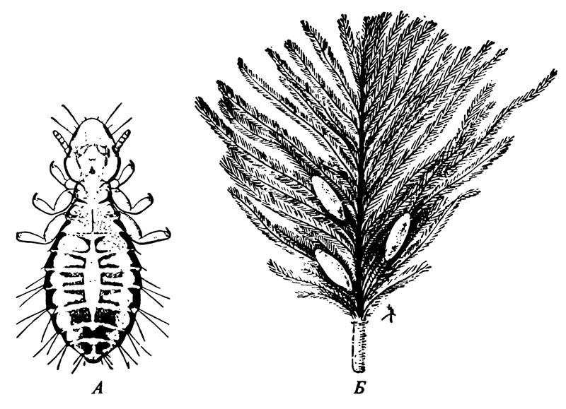 Пухоед Cuclotogaster heterographus, обитающий на голове кур