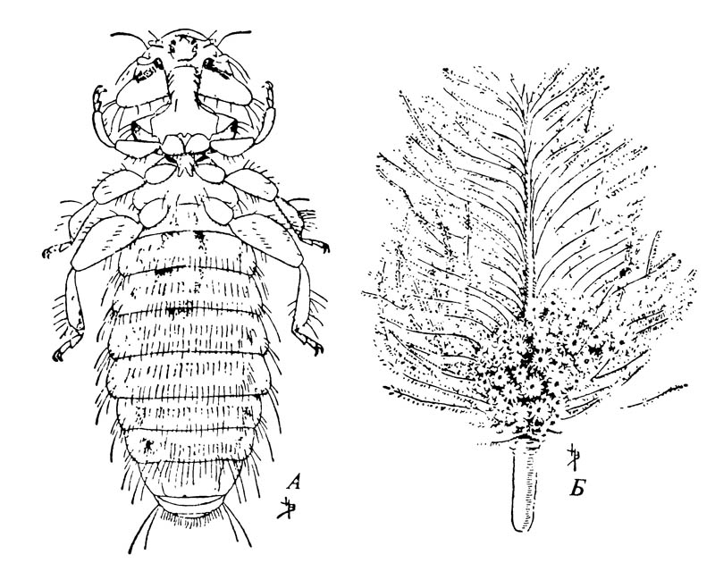 Пухоед Menacanthus stramineus, живущий на теле кур