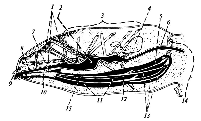 Голова и ротовые органы вши Pediculus humanus