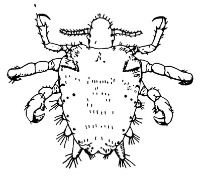 Лобковая вошь Phthirus pubis
