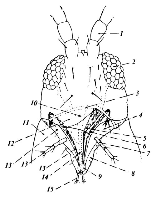 Ротовые органы цветочного трипса Frankliniella tritici