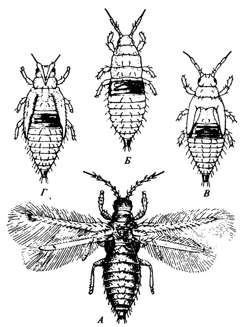 Трипс Heliothrips rubrocinctus