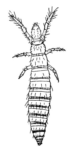 Бессяжковое Acerentulus barberi