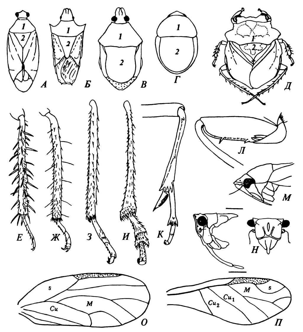 Особенности строения некоторых Hemiptera