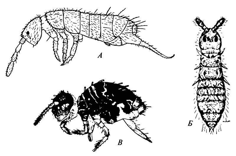 Collembola