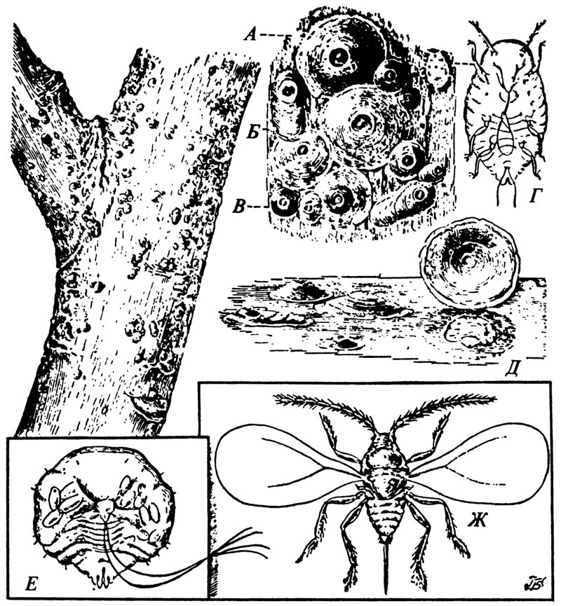 Калифорнийская щитовка Quadraspidiotus pemiciosus, поражающая яблоню