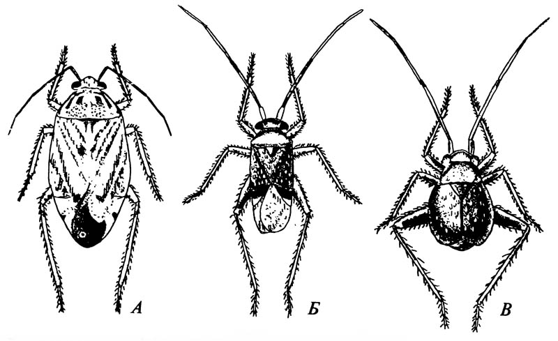 Слепняки Miridae