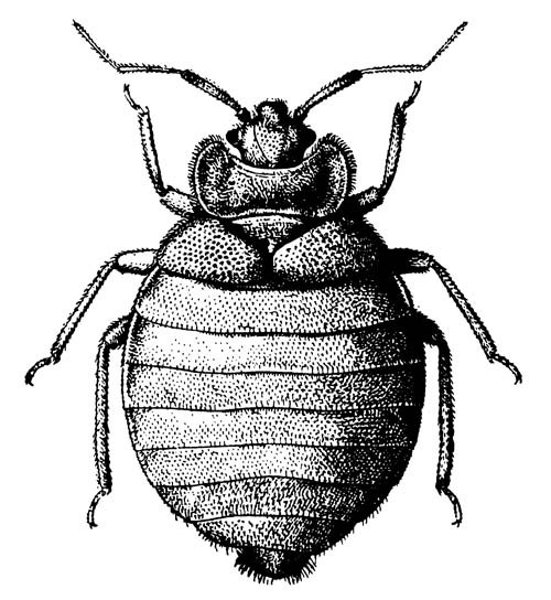 Обыкновенный постельный клоп Cimex lectularius