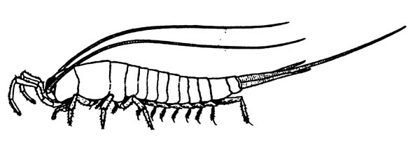 Microcoryphia. Machilis sp.