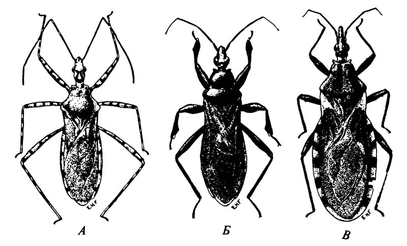 Три представителя семейства Reduviidae