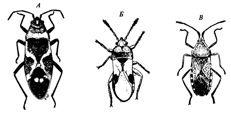 А. Молочайный клоп Oncopeltus fasciatus