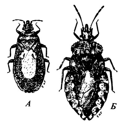 Подкорники Aradidae