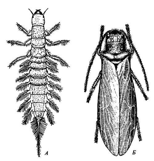 Вислокрылка Sialis sp.