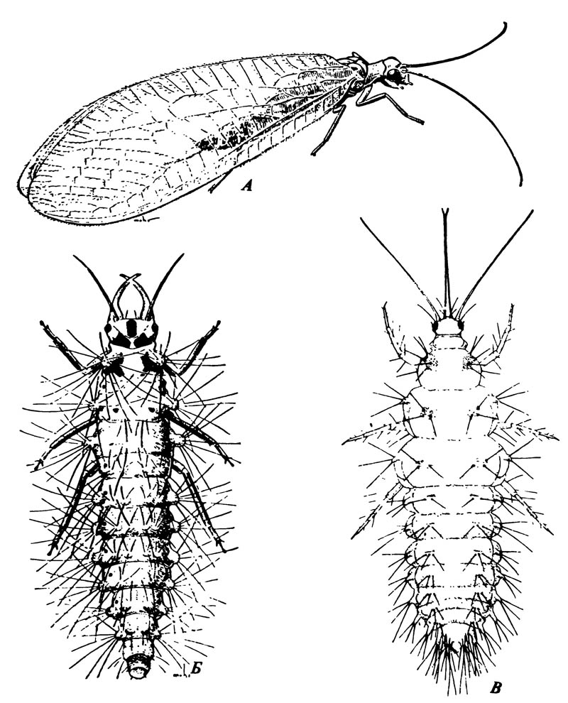 Neuroptera