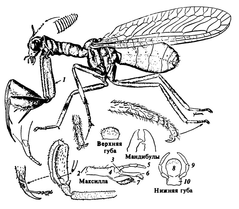 Мантиспа Mantispa brunnea