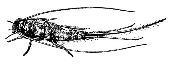 Thysanura. Thermobia domestica, термобия домашняя