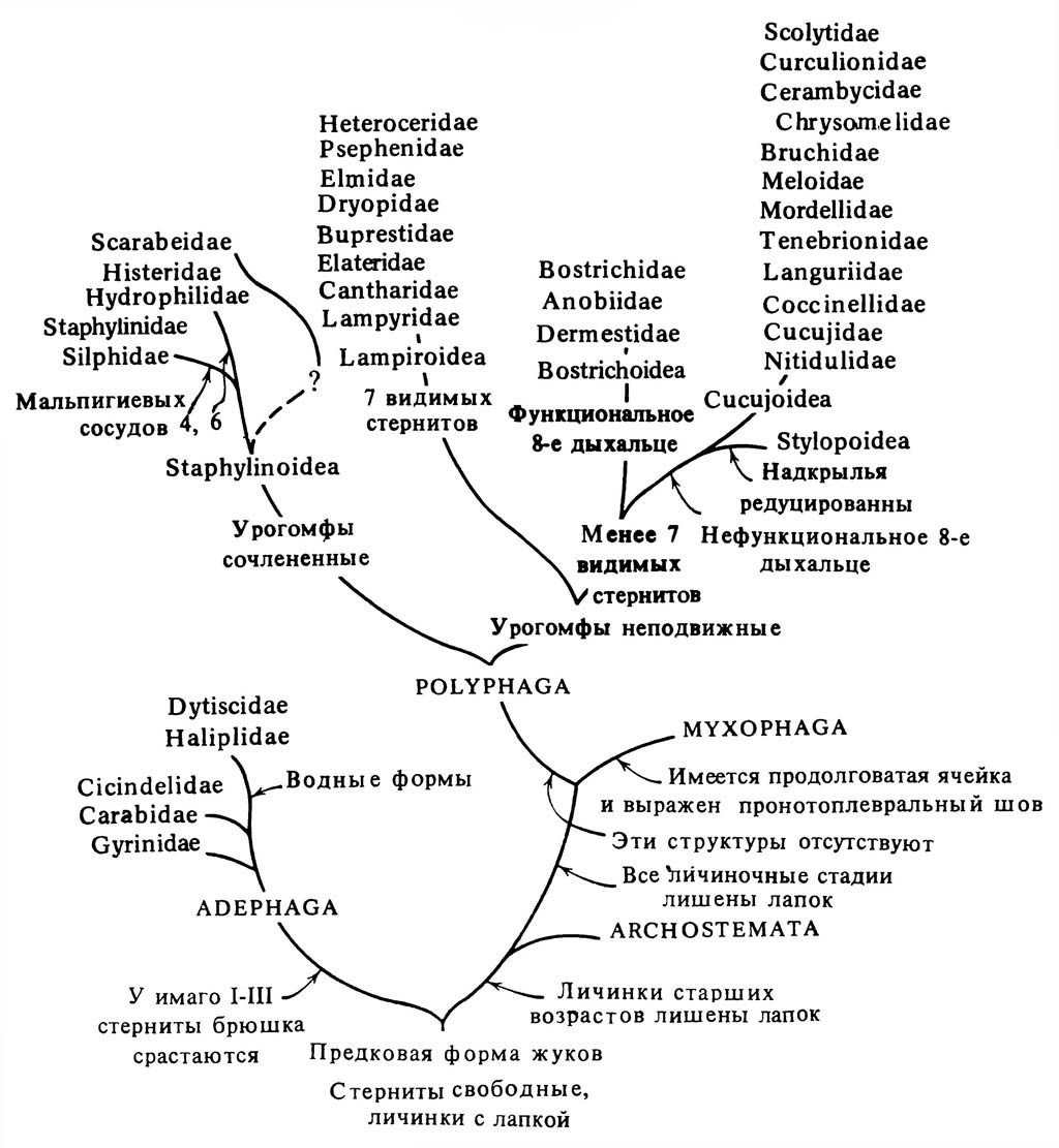 Упрощённая схема филогенеза отряда Coleoptera.