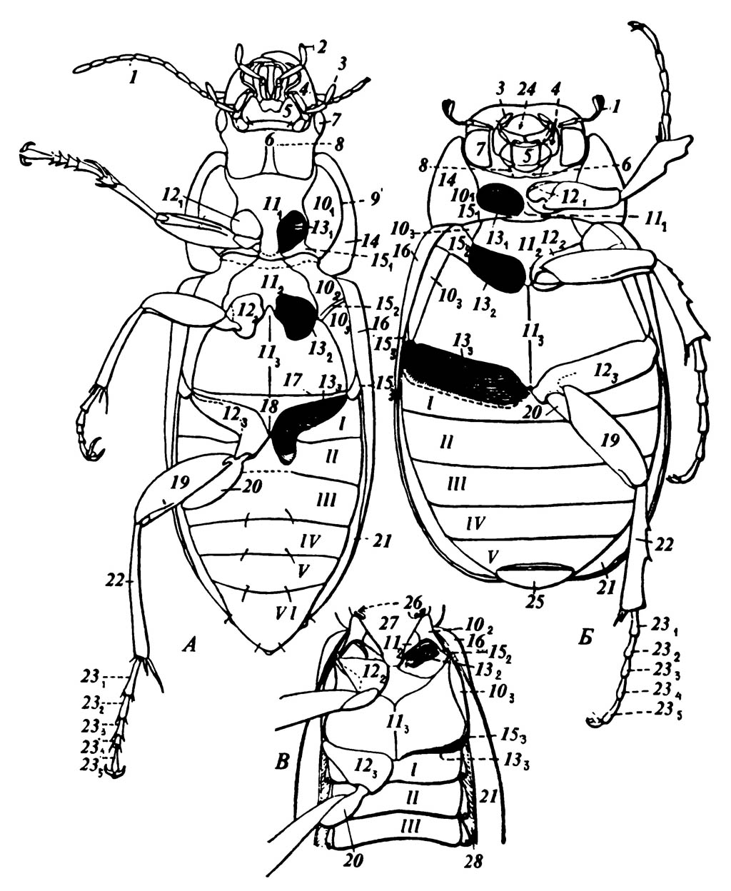 А. Жужелица Harpalus sp. (Carabidae)