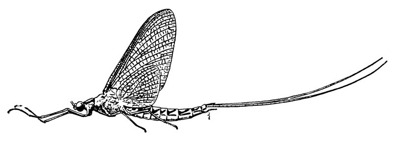 Ephemeroptera. Hexagenia limbata