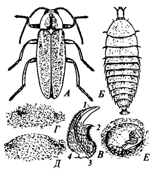 Светляк Photurus pennsylvanicus