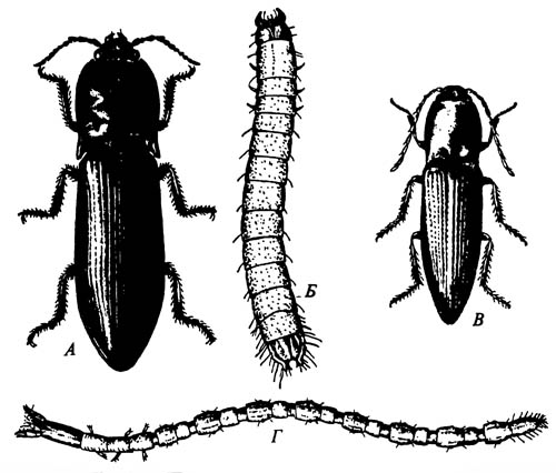 Elateridae