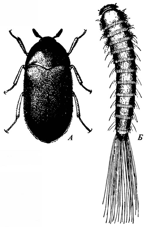 Ковровый кожеед Attagenus megatoma