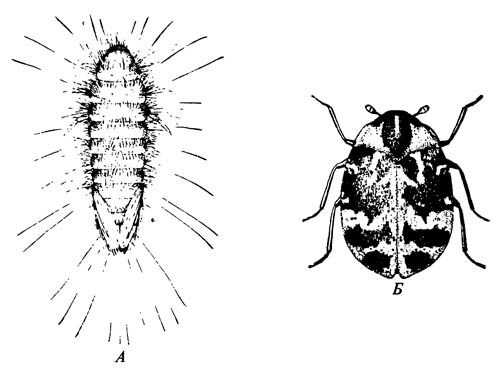 Кожеед Anthrenus scrophulariae