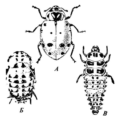 Божья коровка Hippodamia convergens