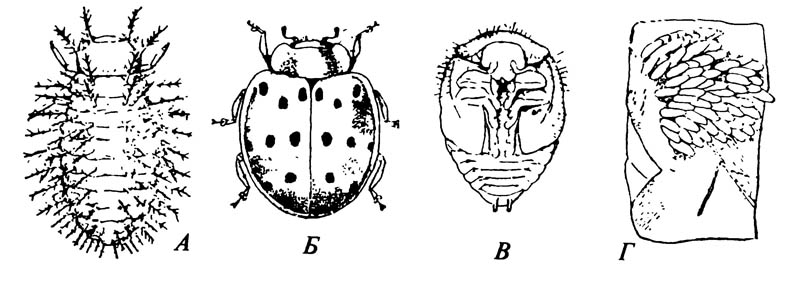 Мексиканская фасолевая коровка Epilachna varivestis