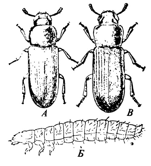 А. Малый булавоусый хрущак Tribolium castaneum